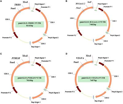 Comprehensive MicroRNA Expression Profile of the Mammary Gland in Lactating Dairy Cows With Extremely Different Milk Protein and Fat Percentages